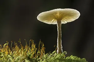 Fungus Prints: Unidentified fungi, Zakopane, Poland
