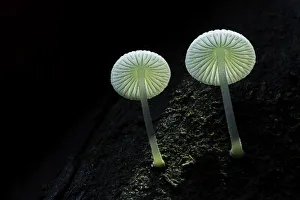 Mycology Prints: Unidentified small white forest fungi, South Island, New Zealand
