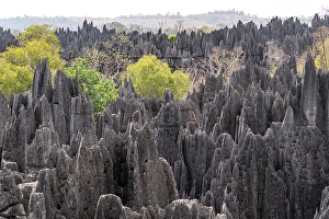 Madagascar Prints: Unique rock formations, Madagascar, Africa. Tsingy De Bemaraha