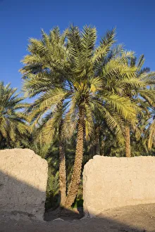 United Arab Emirates, Abu Dhabi, Al Ain, Hili, Hili oasis