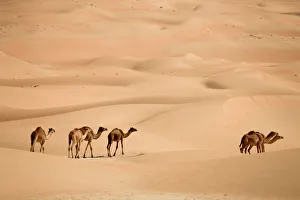 United Arab Emirates, Liwa Oasis, Camels and Sand dunes near the Empty Quarter Desert