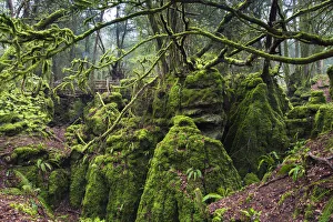United Kingdom, England, Gloucestershire, Coleford. Puzzlewood