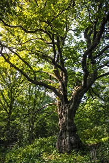 Images Dated 23rd June 2020: United Kingdom, England, Hampstead Heath. A magnificent English Oak tree (Quercus robur
