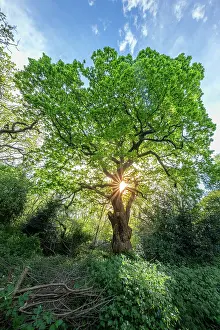 Hampstead Heath Prints: United Kingdom, England, London