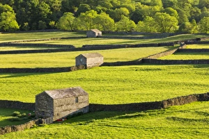 United Kingdom, England, North Yorkshire, Gunnerside. Traditional barns in Swaledale