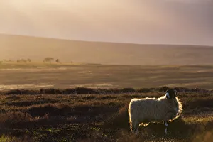 United Kingdom, England, North Yorkshire, Goathland. A sheep on the Moors near Goathland
