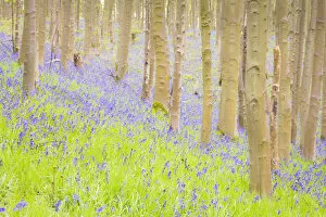Images Dated 9th December 2016: United Kingdom, England, North Yorkshire, Malton. Bluebells in Howsham Wood