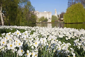 Images Dated 29th July 2010: United Kingdom, London, View of Buckingham Palace from Green Park