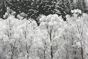 Aberfoyle Gallery: United Kingdom, UK, Scotland, A group of Silver birches covered in snow