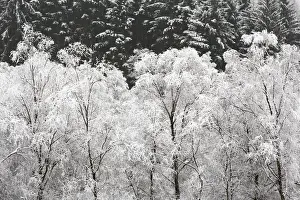 Trossachs Prints: United Kingdom, UK, Scotland, A group of Silver birches covered in snow