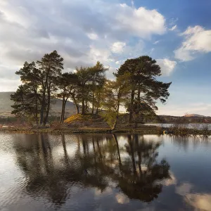 Glencoe Prints: United Kingdom, UK, Scotland, Highlands, Two scots pines at sunset at Loch Tulla