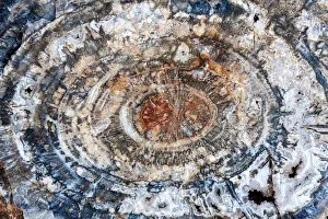 United States of America, Arizona, Petrified Forest National Park