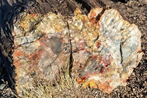 Images Dated 16th January 2014: United States of America, Arizona, Petrified Forest National Park
