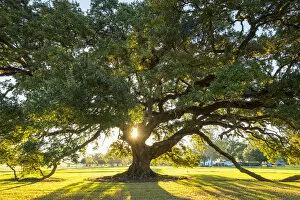 Images Dated 30th September 2016: United States, Louisiana, Vacherie. Sunlight through the branches of a Southern Live
