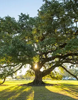 Images Dated 30th September 2016: United States, Louisiana, Vacherie. Sunlight through the branches of a Southern Live