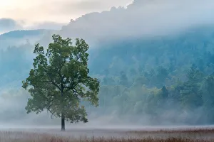 United States, North Carolina, Haywood County, Waynesville. Cataloochee Valley at dawn United States, North Carolina, Haywood County, Waynesville. Cataloochee Valley at dawn