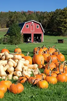 Pumpkin Prints: United States, USA Vermont, New England