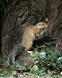 Animal Behaviour Collection: An unstriped ground squirrel