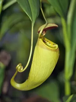 Images Dated 28th May 2007: The unusual Pitcher plant