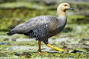 Salt Water Prints: Upland goose (Chloephaga picta leucoptera)