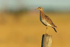 Keystone Province Prints: Upland sandpiper (Bartramia longicauda) on fence post, Melita, Manitoba, Canada