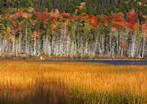 Images Dated 11th October 2008: Upper Hadlock Pond in Autumn, Acadia National Park, Maine, USA
