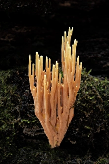 Mycology Prints: Upright Coral (Ramaria stricta)