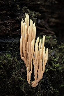 Mycology Prints: Upright Coral (Ramaria stricta)