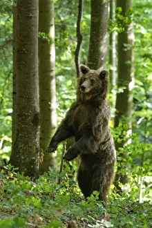 Ursus arctos -Brown bear- Slovenia