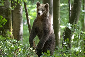 Ursus arctos -Brown bear- Slovenia