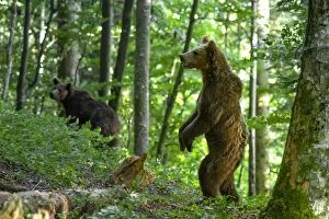 Images Dated 15th October 2021: Ursus arctos -Brown bear- Slovenia