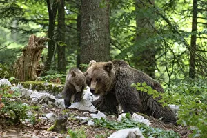Ursus arctos -Brown bear- Slovenia