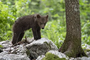 Images Dated 15th October 2021: Ursus arctos -Brown bear- Slovenia