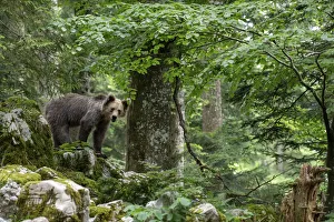 Ursus arctos -Brown bear- Slovenia