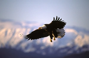Aves Prints: USA, Alaska, Homer
