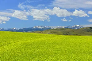 USA, America, Montana, Ennis, blooming field near Ennis in Southwestern Montana