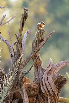 Images Dated 11th October 2017: USA, America, Oregon, Chipmunk perched on a branch