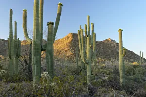 Saguaro Prints: USA, Arizona, Desert Southwest, Cactus in Saguaro National Park