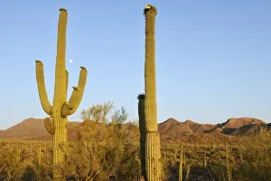 Sonoran Prints: USA, Arizona, Desert Southwest, Saguaro National Park, Saguaro cactus in bloom