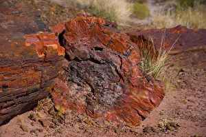 USA, Arizona, Petrified Forest National Park, Petrified Tree Trunks