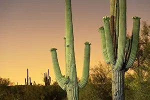 Saguaro Prints: USA, Arizona, Phoenix, light pollution outside of Phoenix
