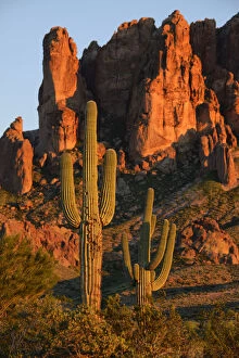 Images Dated 9th July 2015: USA, Arizona, Southwest, Apache Junction, Lost Dutchman State Park, Superstition mountains