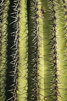 Saguaro Prints: USA, Arizona, Tucson, Saguaro National Park, Close up of Saguaro cactus