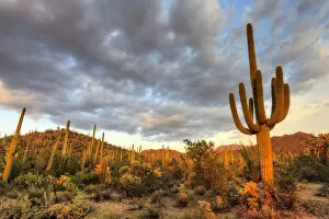 Images Dated 12th March 2013: USA, Arizona, Tucson, Saguaro National Park