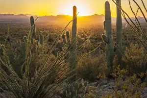 Saguaro Prints: USA, Arizona, Tucson, Saguaro National Park at sunset