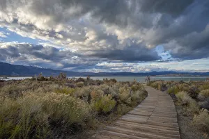 Eastern Sierra Prints: USA, California, Eastern Sierra, Lee Vining, boardwalk at Mono lake