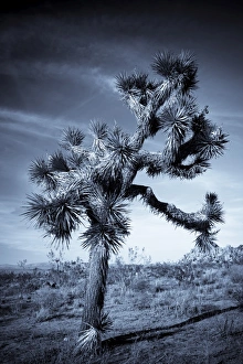 Hidden Valley Prints: USA, California, Joshua Tree National Park, Joshua Tree, yucca brevifolia