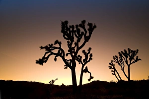 USA, California, Joshua Tree National Park, Joshua Trees (Yucca Brevifolia)