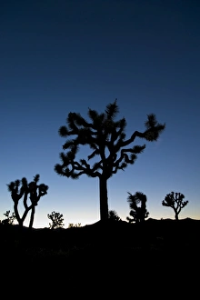 USA, California, Joshua Tree National Park, Joshua Trees (Yucca Brevifolia)