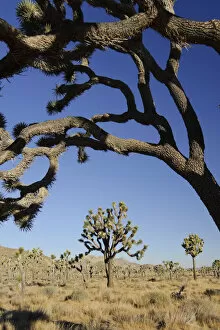 Images Dated 26th June 2009: USA, California, Joshua Tree National Park, Joshua Trees (Yucca Brevifolia)